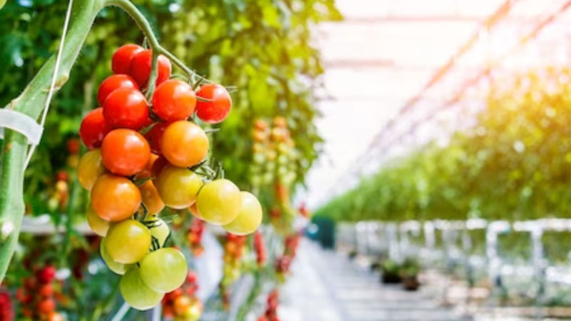 greenhouse investment