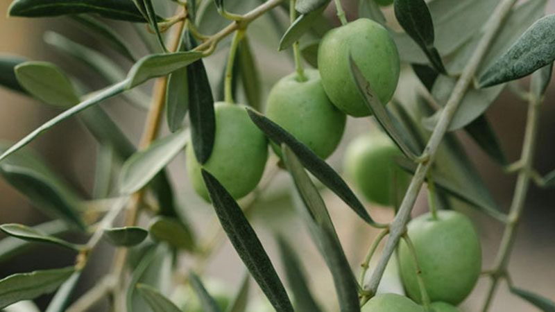 greenhouse - agricultural land investment