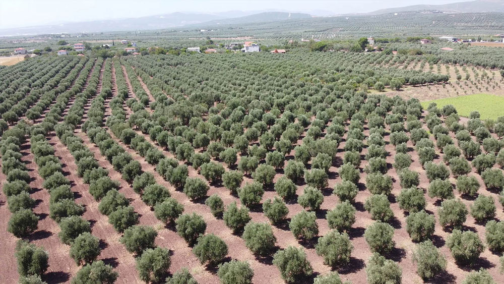 olive tree profit per acre