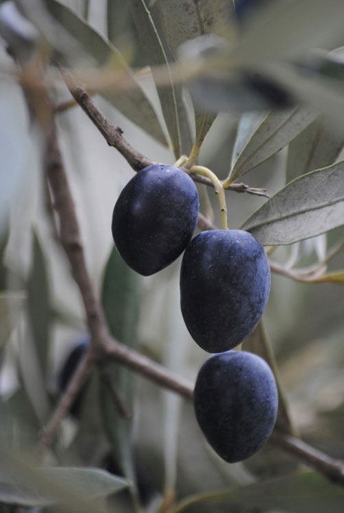 olive tree profit per acre